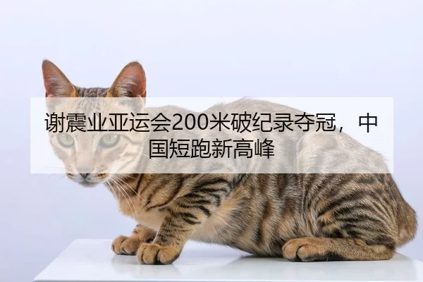 谢震业亚运会200米破纪录夺冠，中国短跑新高峰